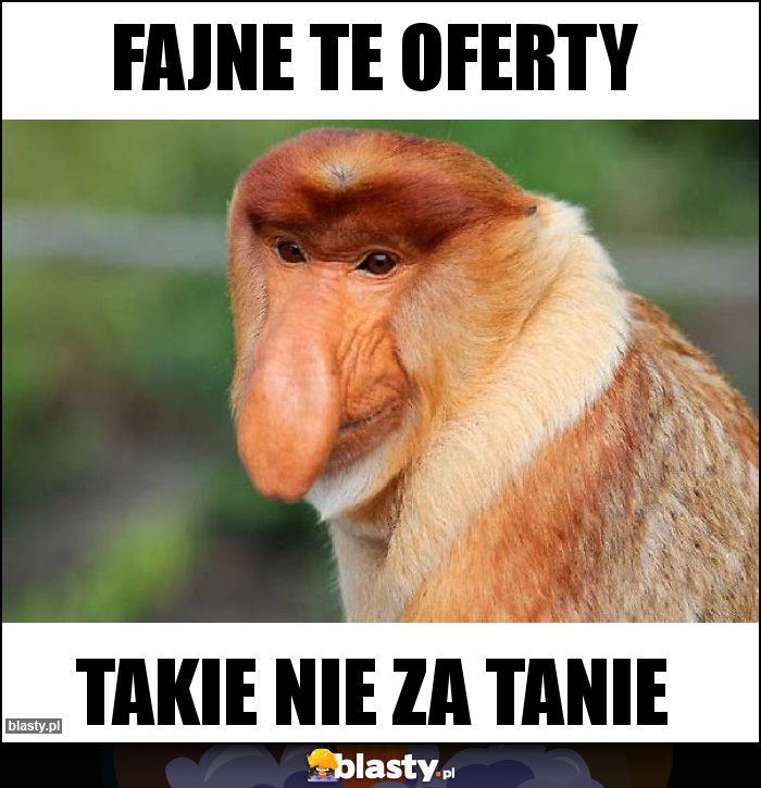 fajne te oferty