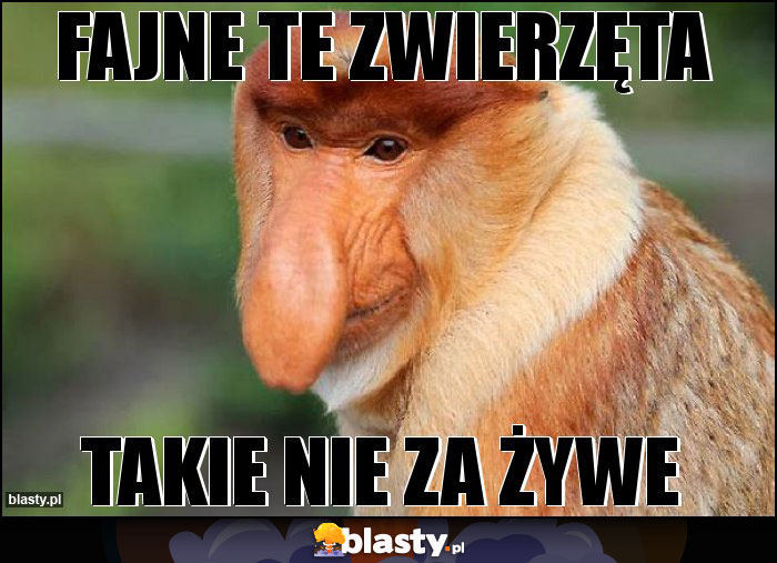 Fajne te zwierzęta