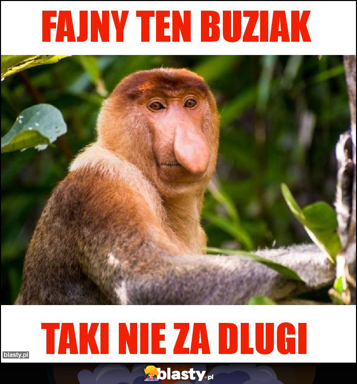 fajny ten buziak