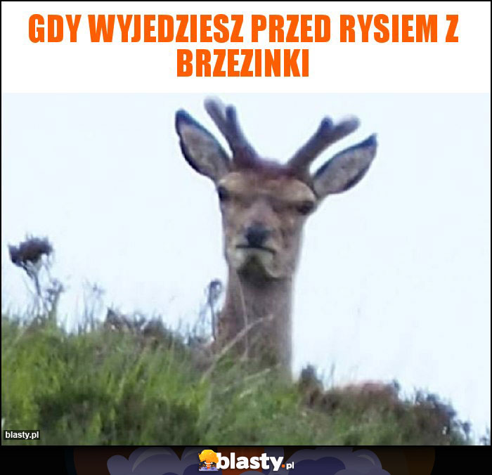 Gdy wyjedziesz przed rysiem z brzezinki