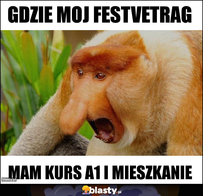 Gdzie moj festvetrag