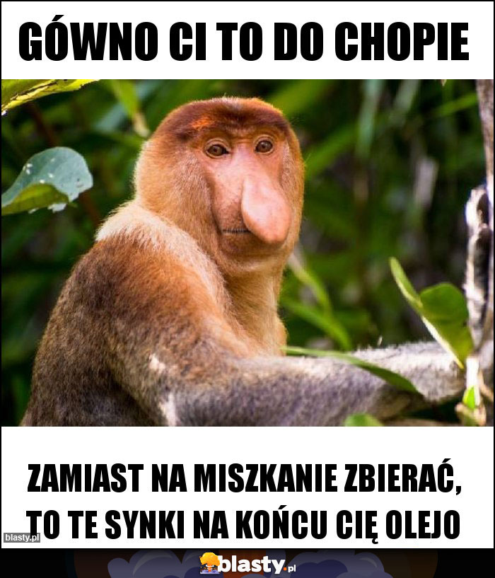 Gówno ci to do chopie