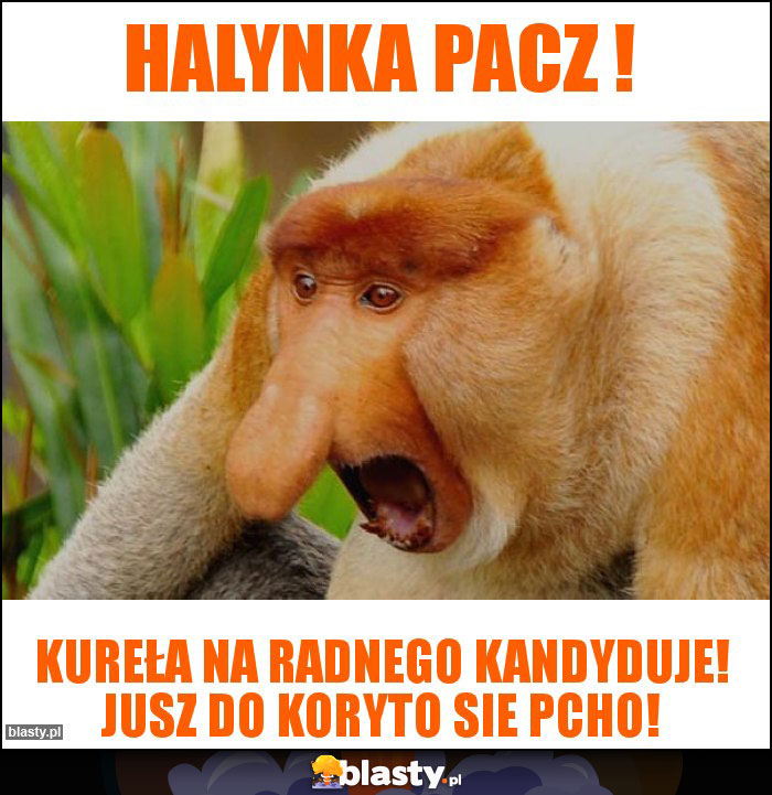 HALYNKA PACZ !