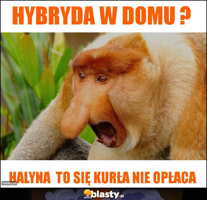 Hybryda w domu ?