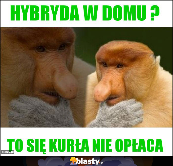 Hybryda w domu ?