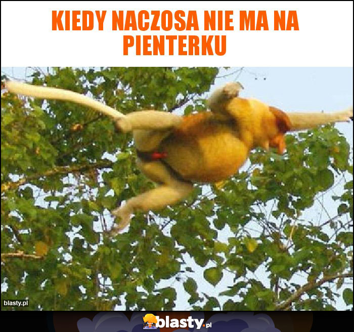 Kiedy Naczosa nie ma na pienterku