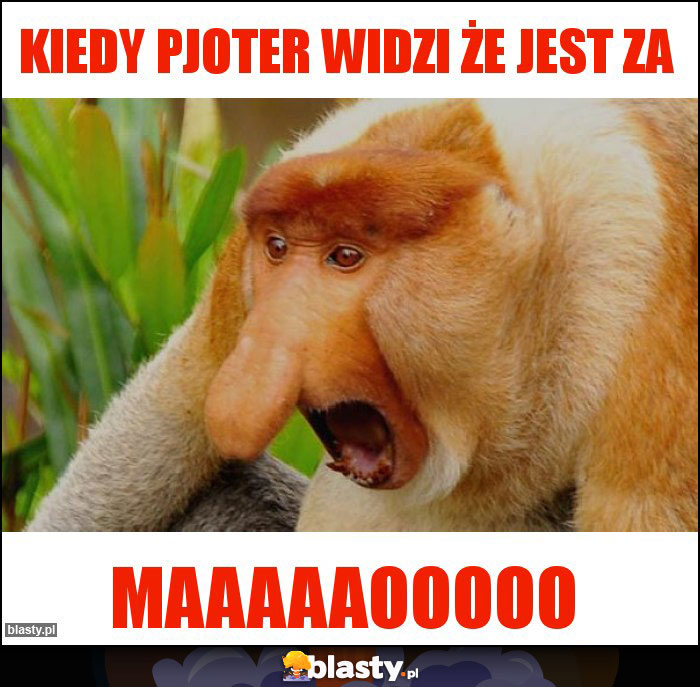 Kiedy Pjoter widzi że jest za