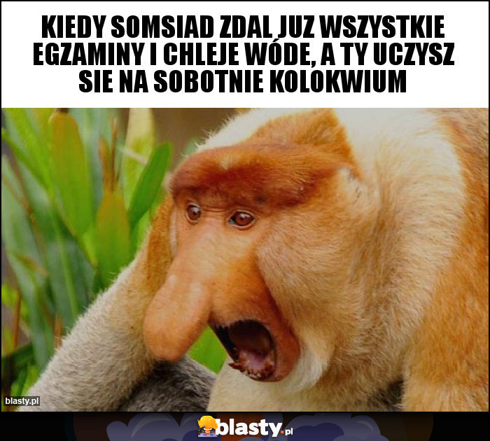 kiedy somsiad zdal juz wszystkie egzaminy i chleje wóde, a ty uczysz sie na sobotnie kolokwium