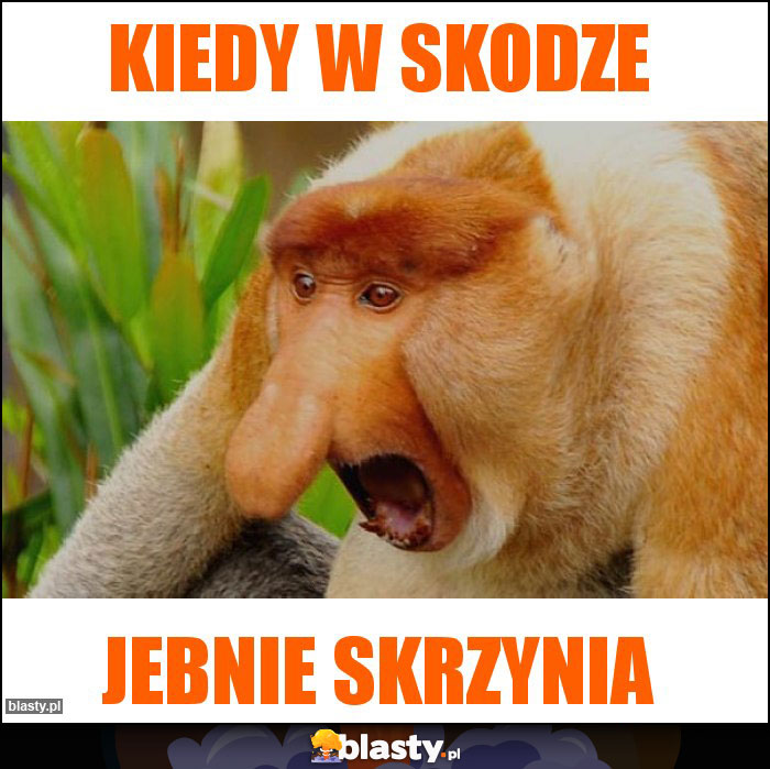 kiedy w skodze