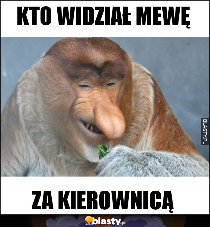 Kto widział mewę