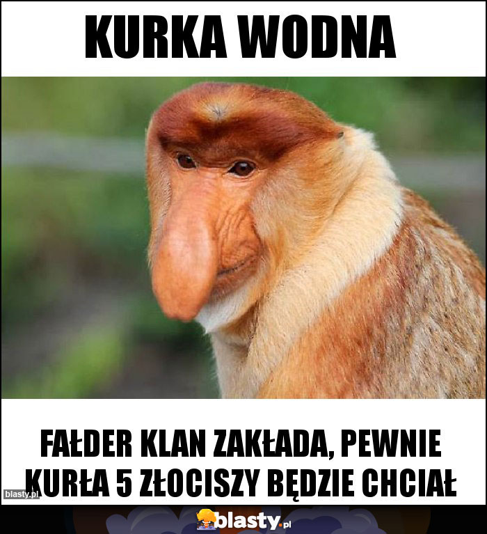 kurka wodna