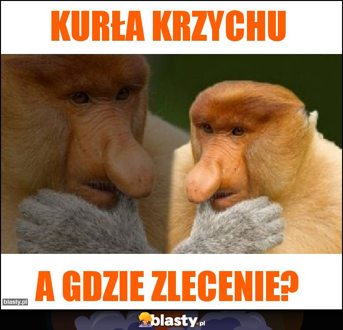 KURŁA KRZYCHU