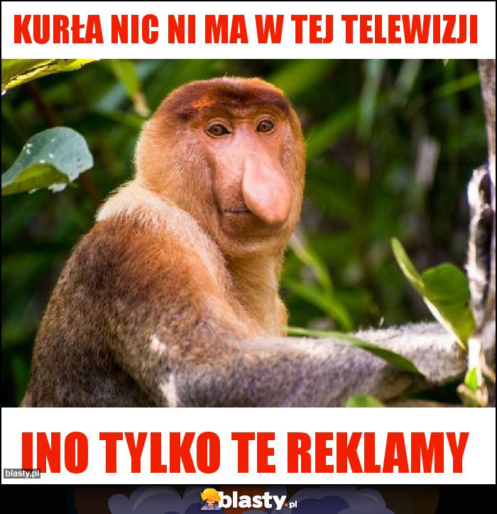 Kurła nic ni ma w tej telewizji