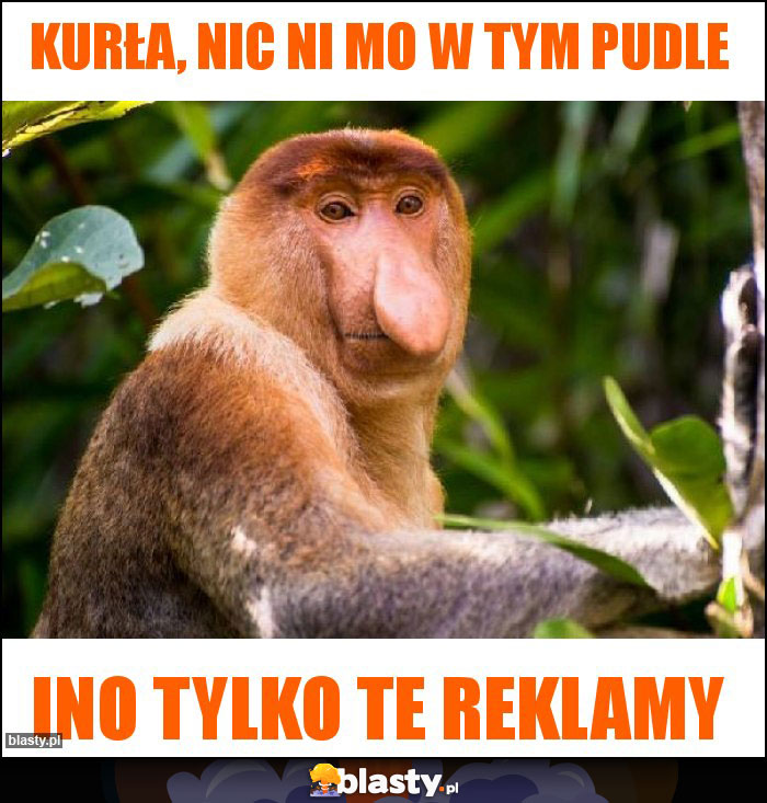 Kurła, nic ni mo w tym pudle