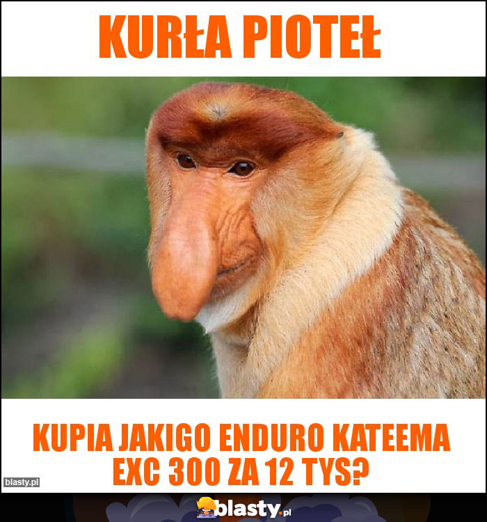 kurła pioteł