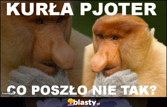 Kurła pjoter