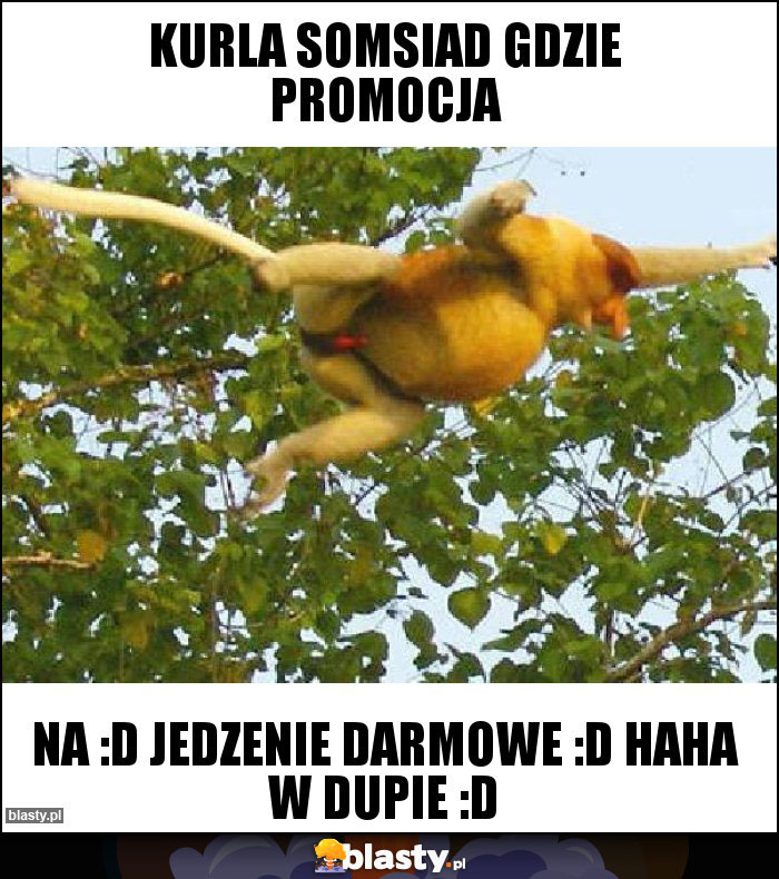 kurla somsiad gdzie promocja