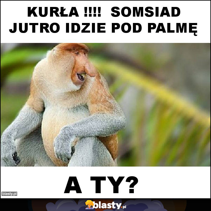 kurła !!!!  somsiad jutro idzie pod palmę