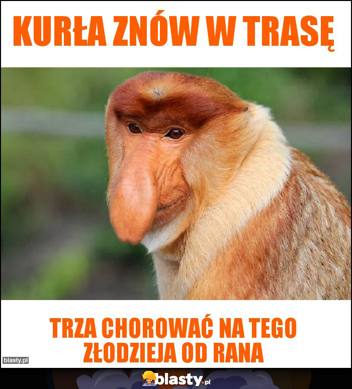 Kurła znów w trasę