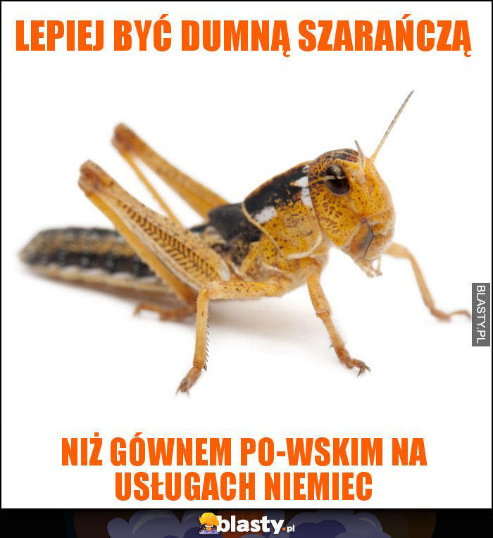 lepiej być dumną szarańczą