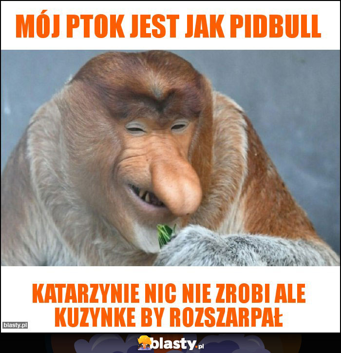 Mój ptok jest jak pidbull