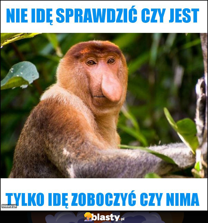 NIE IDĘ SPRAWDZIĆ CZY JEST