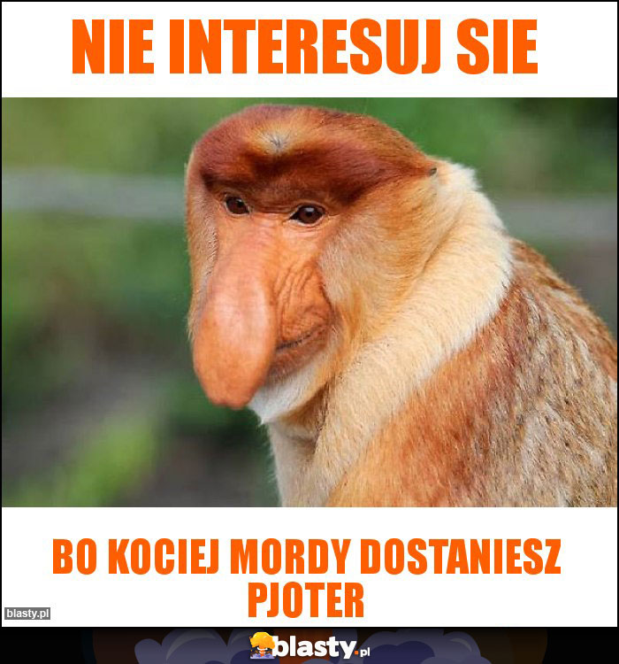 NIE INTERESUJ SIE