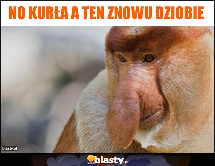 No Kurła a ten znowu dziobie