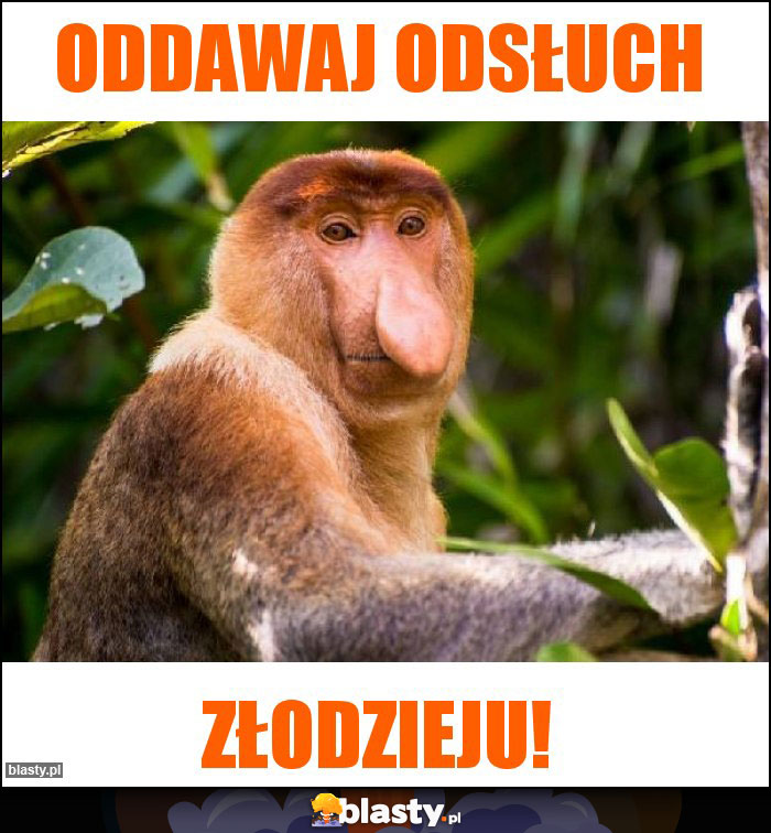 Oddawaj odsłuch