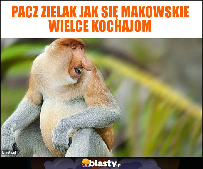 Pacz Zielak jak się Makowskie wielce kochajom