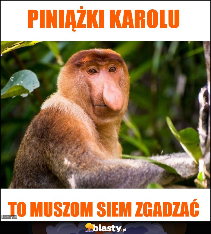 Piniążki Karolu