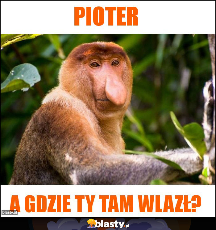 Pioter