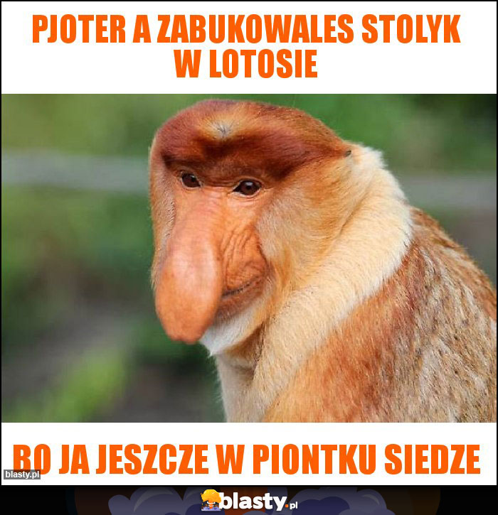 Pjoter a zabukowales stolyk w lotosie