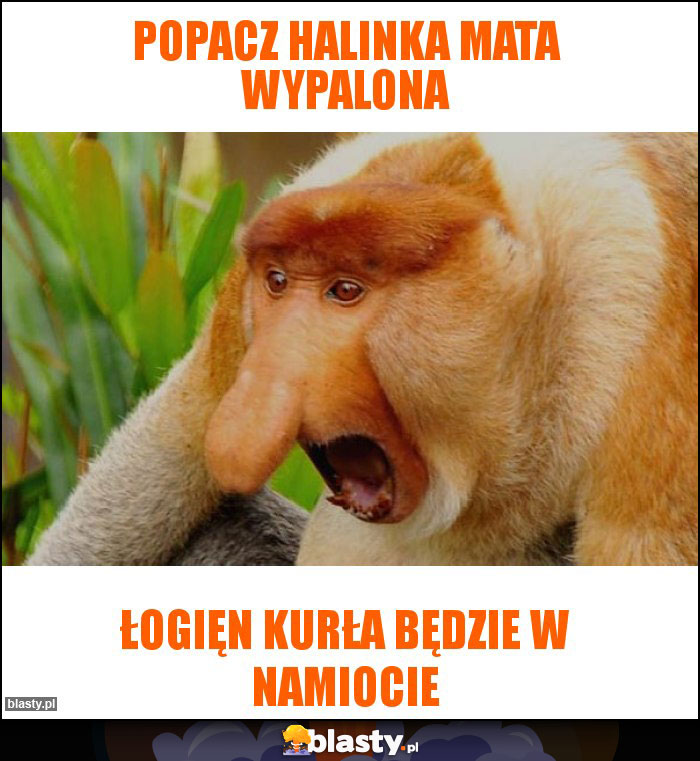 Popacz Halinka mata wypalona