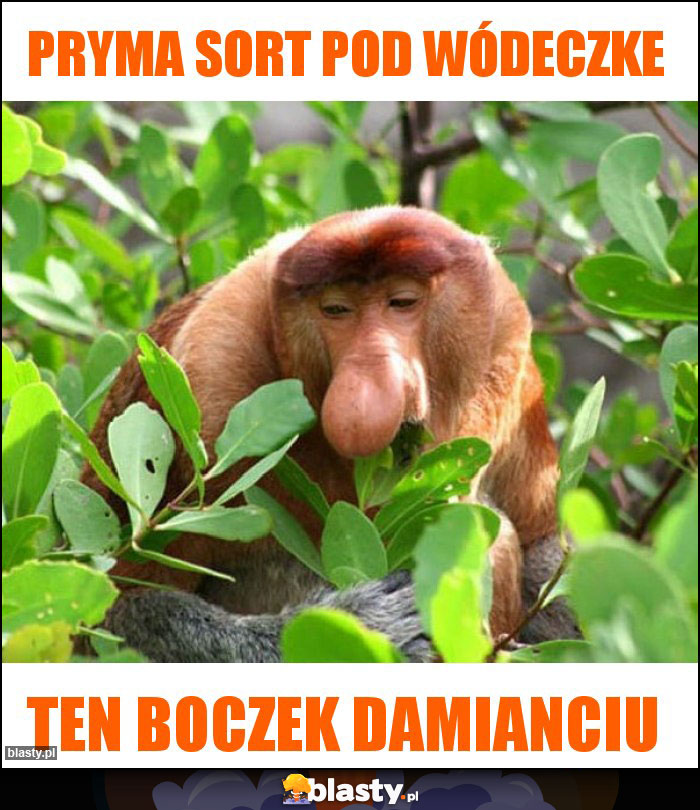 Pryma sort pod wódeczke