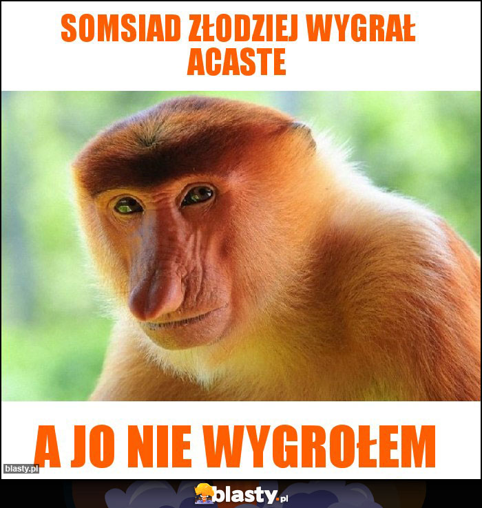 Somsiad złodziej wygrał Acaste