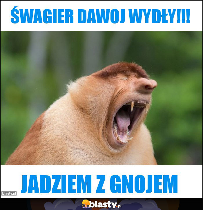 Śwagier dawoj wydły!!!