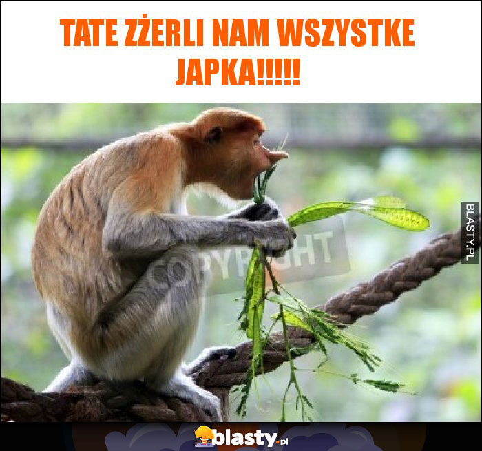 TATE zżerli nam wszystke japka!!!!!