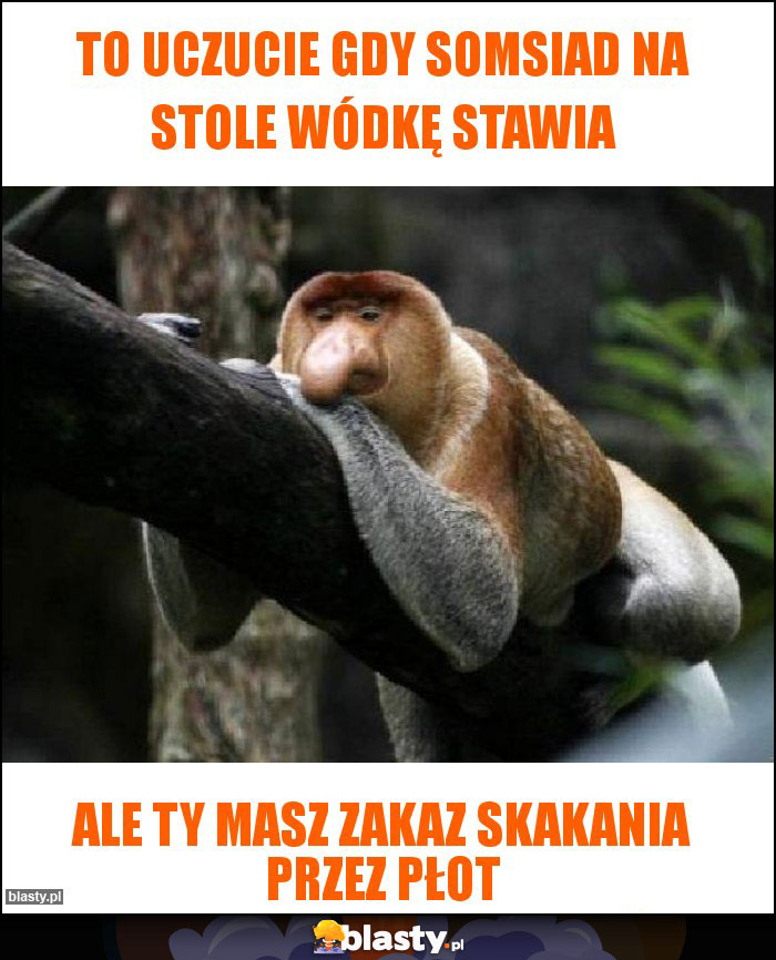 To uczucie gdy somsiad na stole wódkę stawia