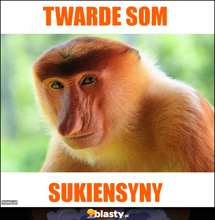 Twarde som