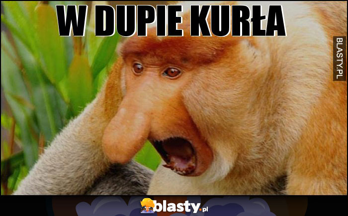 W Dupie kurła