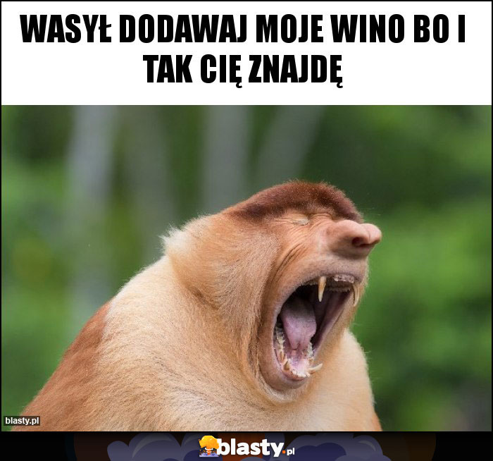 Wasył dodawaj moje wino bo i tak cię znajdę