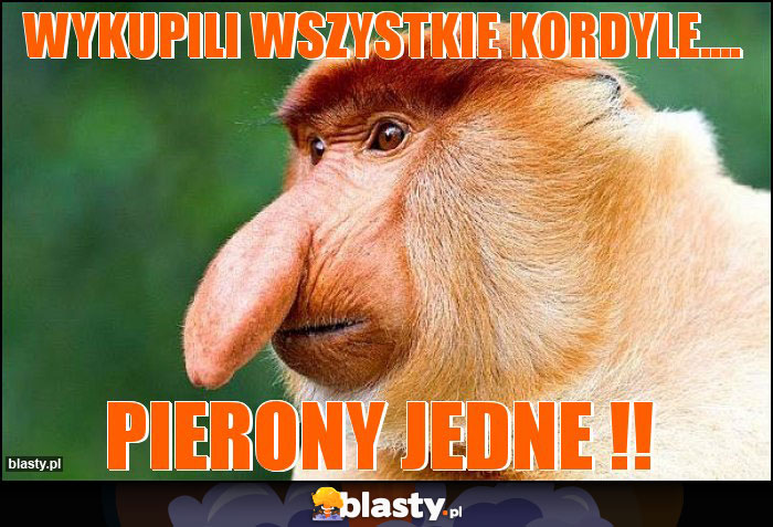 Wykupili wszystkie kordyle....