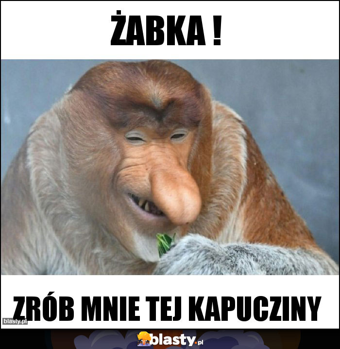 Żabka !