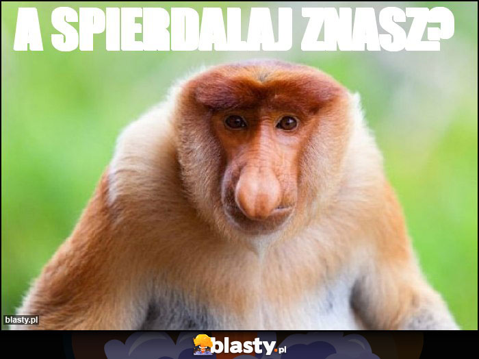 A spierdalaj znasz?