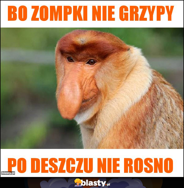 Bo zompki nie grzypy