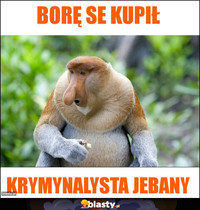 Borę se kupił