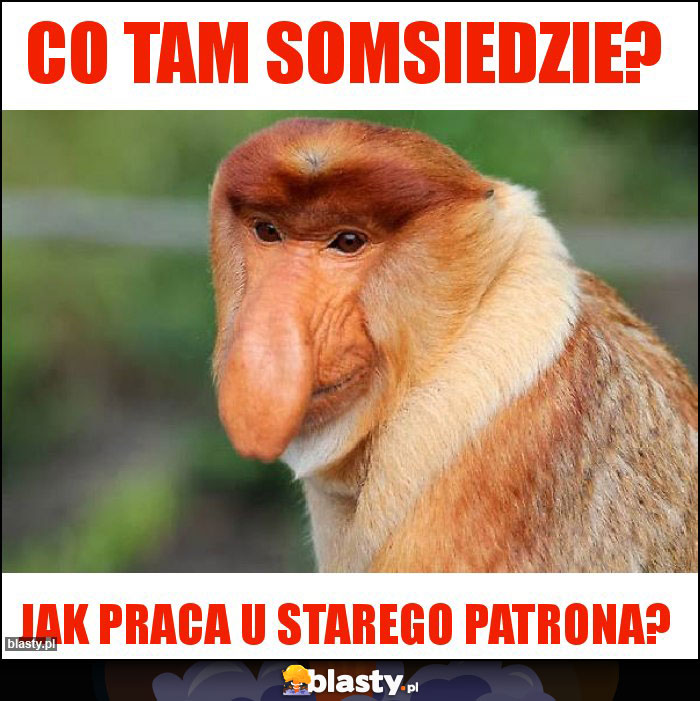 Co tam Somsiedzie?