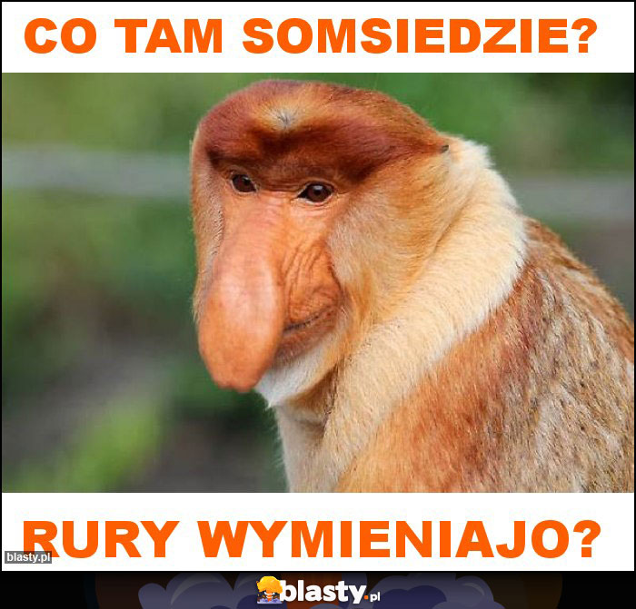 co tam somsiedzie?