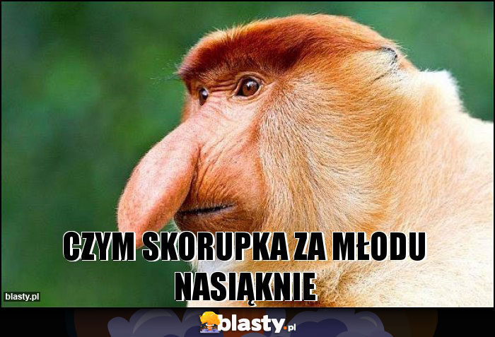 Czym skorupka za młodu nasiąknie